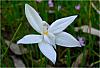 Glossodia major - Waxlip Orchid (White).jpg